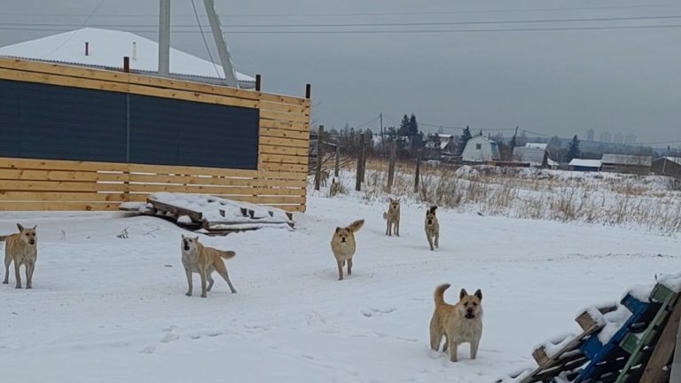 Стая бездомных собак напала на братчанина