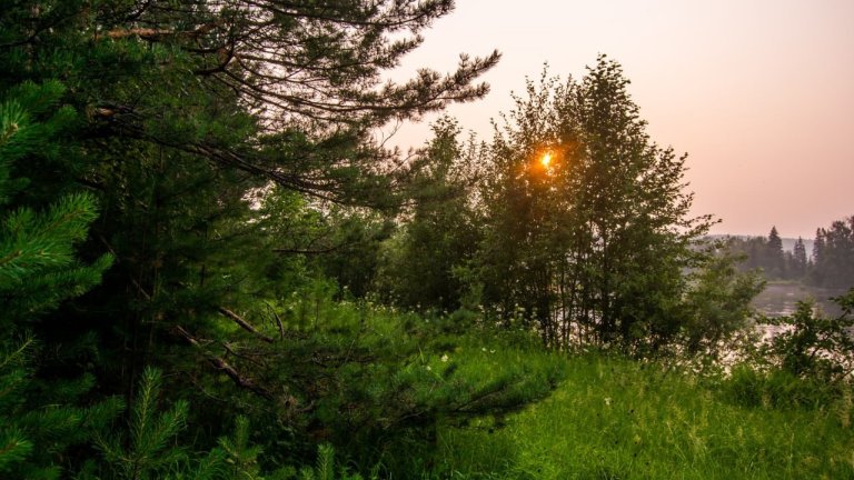 Тулунское лесничество обеспечат спецтехникой по решению суда