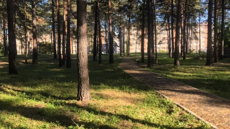 Жителей Приангарья приглашают к участию в акции «Сад памяти»