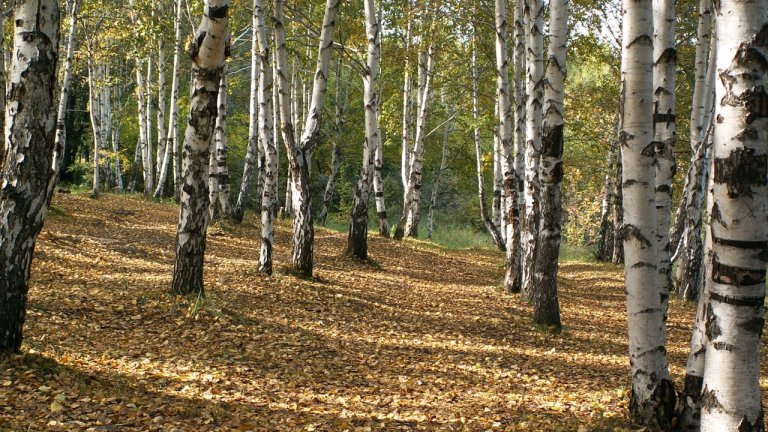 Три участка в Ангарском лесничестве вернулись в собственность государства