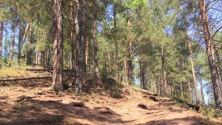 64 гектаров леса уничтожили нелегальные лесосорубы в Киренском районе