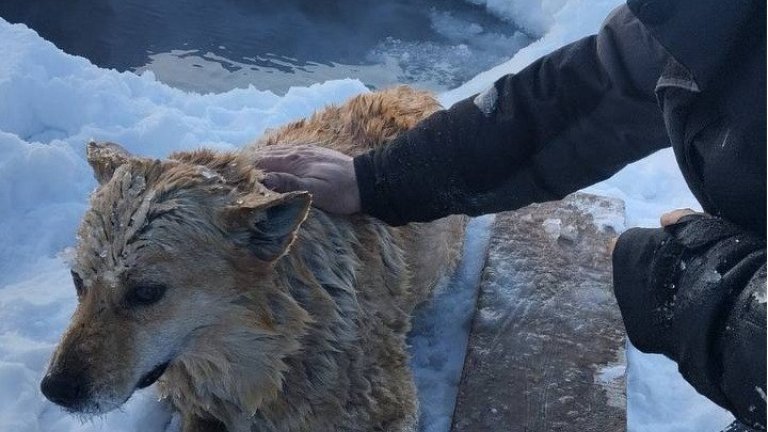 В Верхоленске люди спасли провалившуюся под лёд собаку