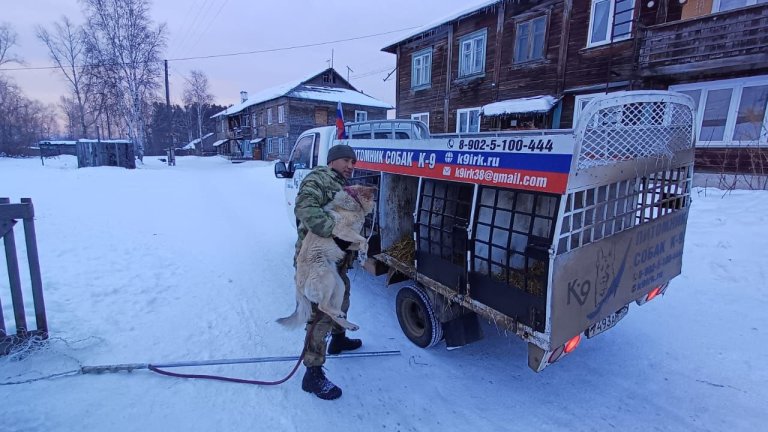 Второй отлов бродячих собак стартовал в Чунском округе