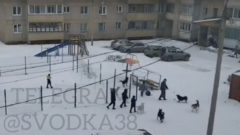 В Усть-Куте подростки помогли мужчине отбиться от стаи бродячих собак