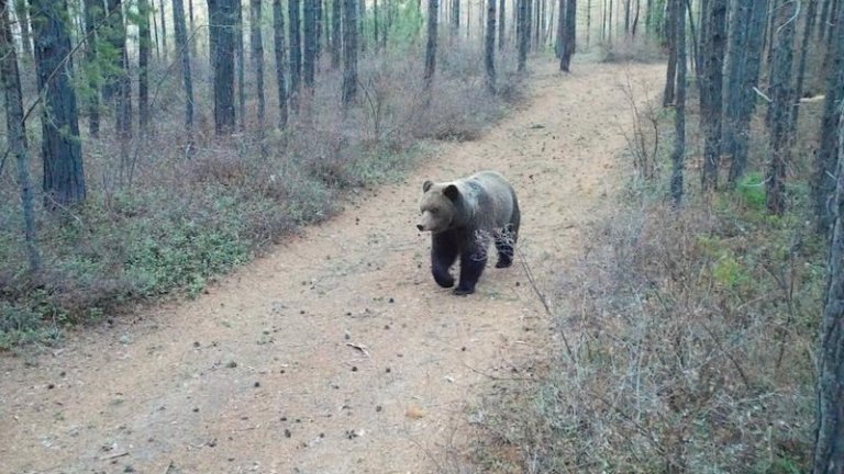 Первого медведя заметили на Кругобайкальской железной дороге