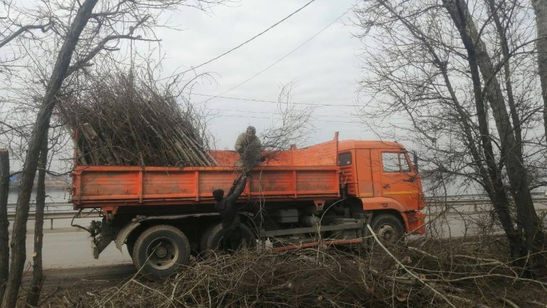 Санитарную обрезку деревьев выполняют на Сурнова в Иркутске