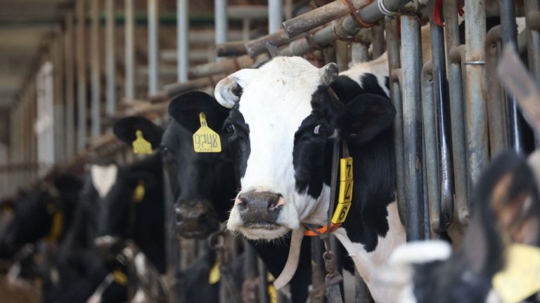 Коров, лошадей, верблюдов и свиней нужно зарегистрировать в Приангарье