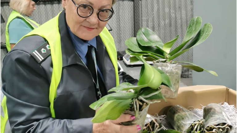 2,5 тыс. орхидей из Тайваня прошли проверку на иркутской таможне