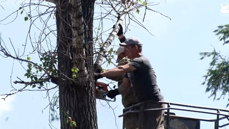 Сухие деревья спиливают в центре Иркутска