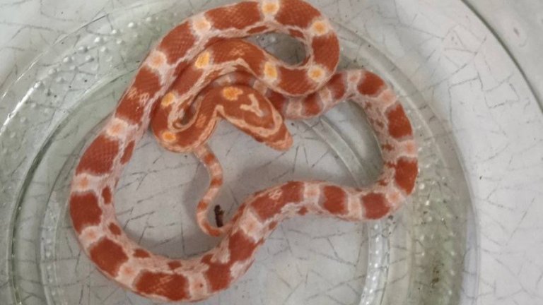 Экзотическую змею обнаружили в подъезде жилого дома Ангарска