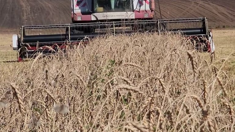 11,5 тонн картофеля выкопано на полях Иркутского района