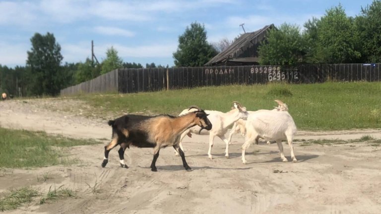 Поголовье сельскохозяйственных животных сократилось в Иркутской области