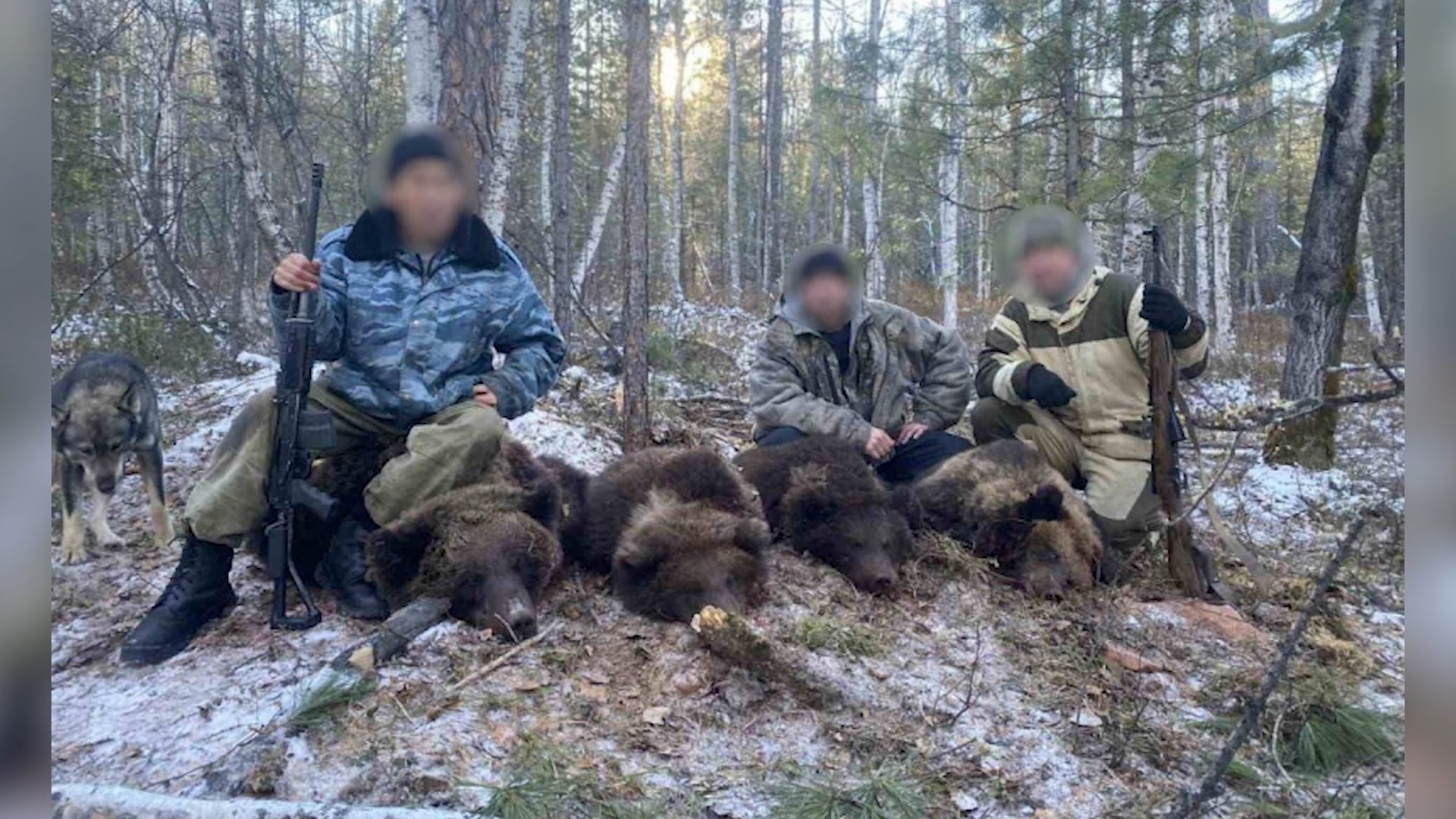 Самый редкий браконьер. Охотники с убитым медведем. Охота в Иркутской области.