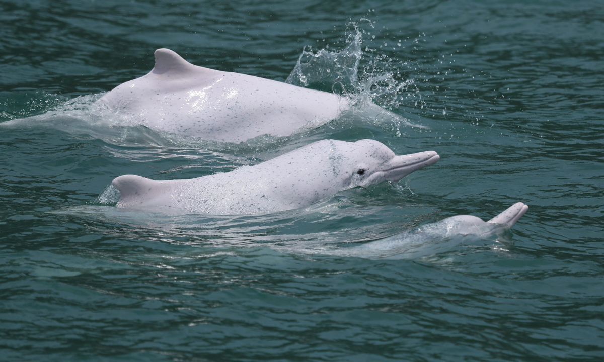 Китайский речной дельфин