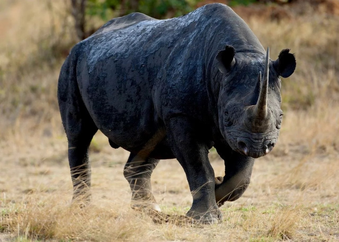 Западный чёрный носорог
