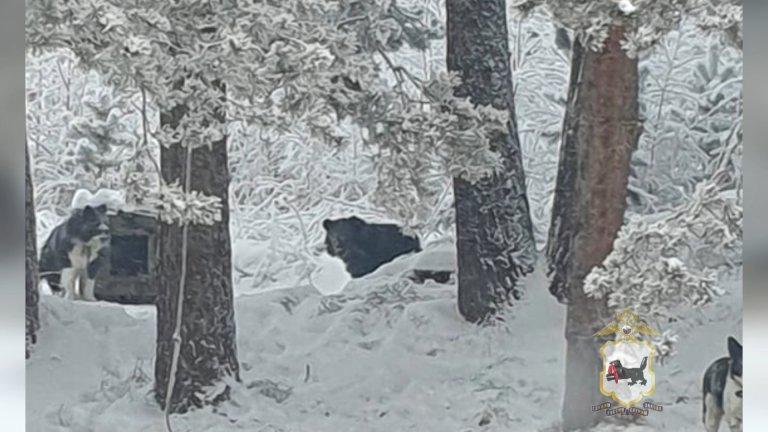 Медведь оставляет без еды собак в посёлке Невон Усть-Илимского района