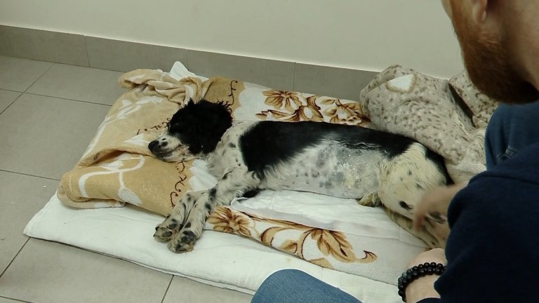 Из Братска раненную живодёрами собаку привезли на лечение в Новосибирск