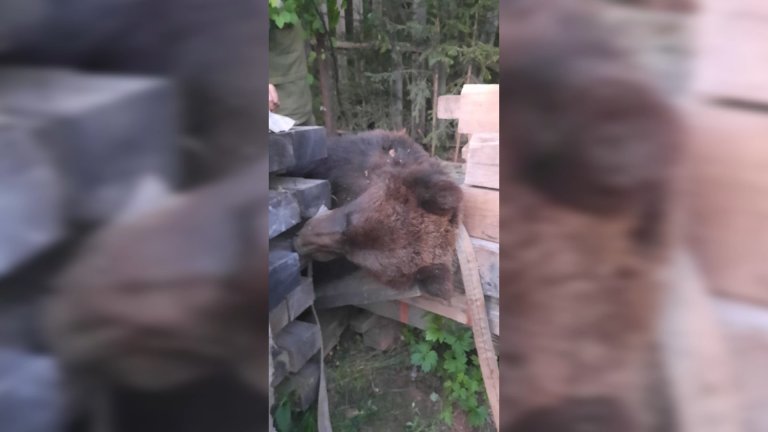 Медведь целую неделю убивал домашних животных и держал в страхе жителей в Усть-Куте