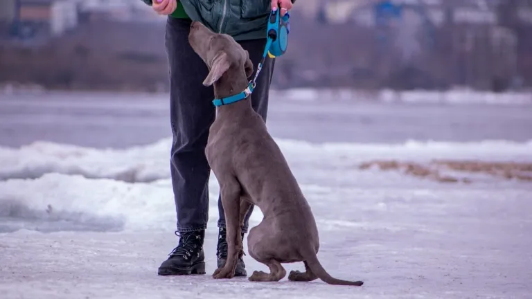 Выплату в 50 тыс. рублей на содержание собак-проводников ввели в Иркутской области