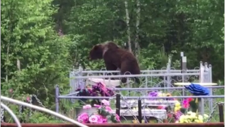 Жители Приангарья пять раз встречались с медведями в выходные