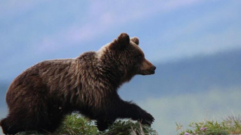 Медведей посчитали на Байкале