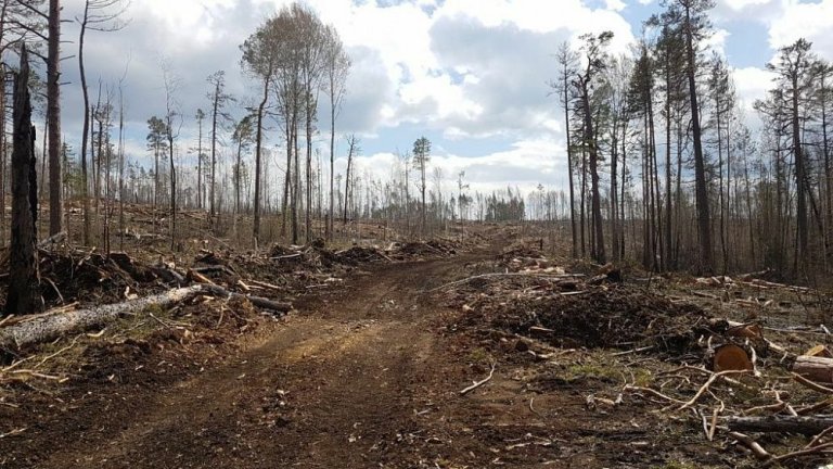 Должностные лица лесхоза Иркутской  области подозреваются в нецелевом расходовании 72 млн рублей