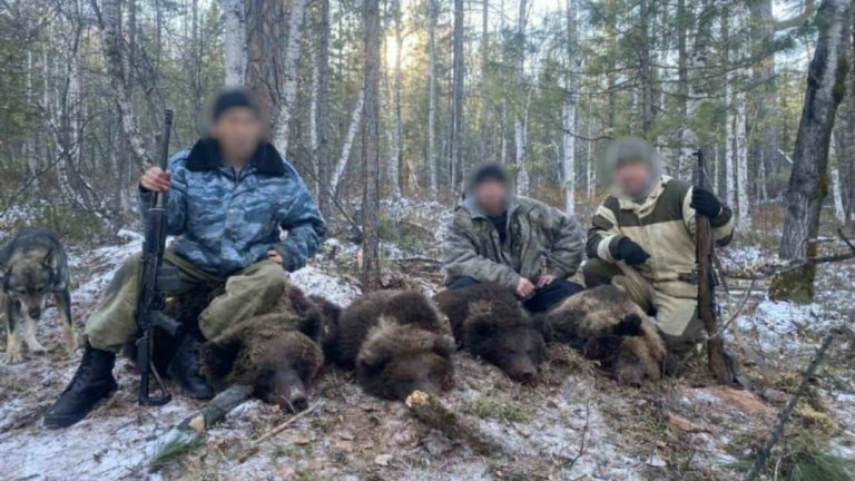 Иркутские охотники заплатят 840 тыс. рублей за незаконную добычу медведицы и трёх медвежат