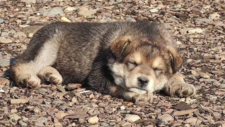 20 трупов домашних животных обнаружила полиция в зооприюте под Иркутском