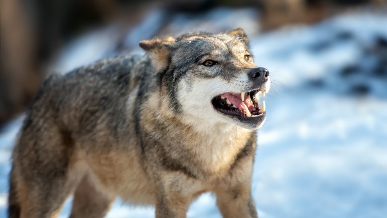 В Братском районе волки стали выходить к людям