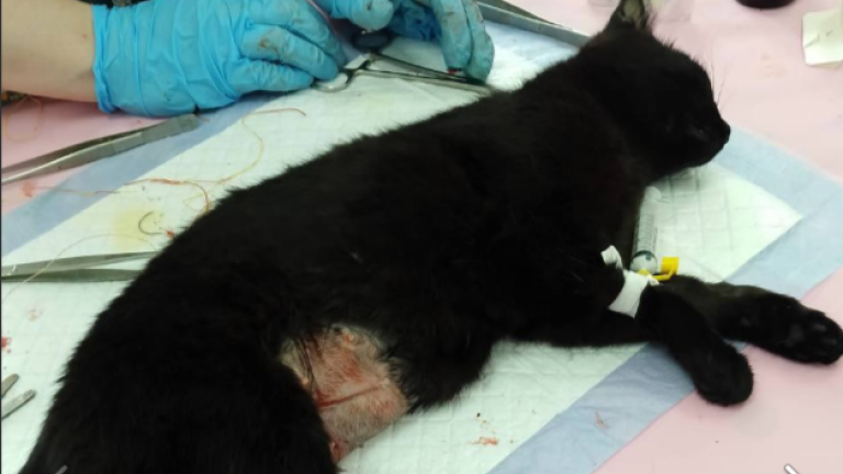 Котёнок с двумя мордочками появился на свет в Иркутской области