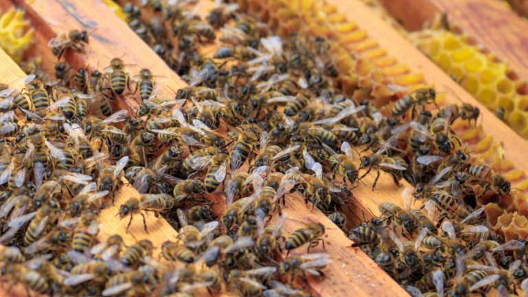 В Иркутской области проведут обследование пчелиных пасек