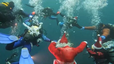 Нерпа едва не сорвала празднование подводного Нового года в Листвянке