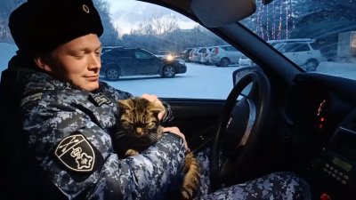 В Иркутске животные прячутся от морозов под капотами автомобилей: к чему это может привести