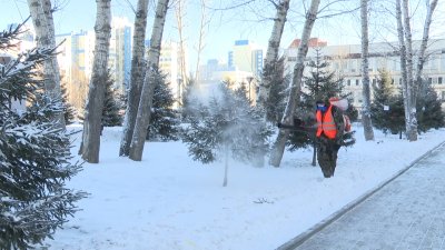Дурнопахнущая защита: антивандальная обработка ёлок началась в Иркутске