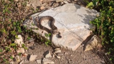 Ядовитую змею обнаружили возле школы в Иркутске