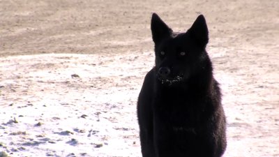 Работа муниципалитетов Иркутской области в сфере отлова бродячих собак признана неудовлетворительной 