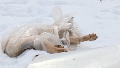Кладбище собак во время прогулки обнаружил житель Братска