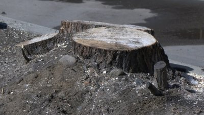 Несколько деревьев незаконно спилили на детской площадке на улице Румянцева в Иркутске