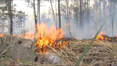 Три лесных пожара с начала недели потушили в регионе