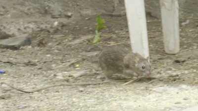 Нашествие крыс в одном из микрорайонов Иркутска: откуда они взялись, и кто должен с ними бороться 