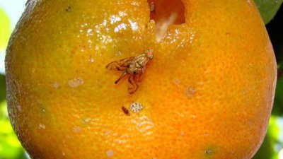 В Иркутске выявили партию апельсинов, которая была заражена сразу двумя вредителями