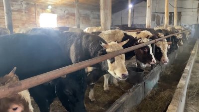 Новый очаг опасного для скота узелкового дерматита обнаружили в Осинском районе