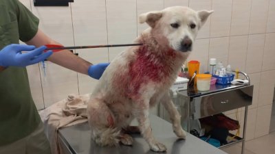 Собаку подстрелили из арбалета в Шелеховском районе