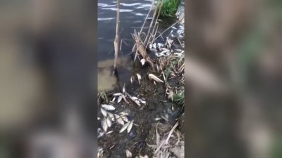 Массовая гибель рыбы произошла в Зиминском районе