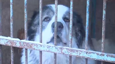 Пожизненное содержание бродячих собак в приютах:  реализуемо ли это в Прибайкалье