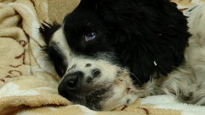 Искалеченную неизвестным живодёром собаку спасают в Братске