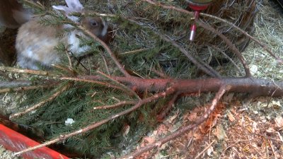 Новогодние ёлки становятся игрушками и угощением для животных в Иркутске