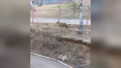 Медведей заметили в Листвянке и возле посёлка Большие Коты