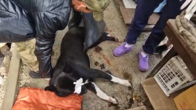 Бродячую собаку зарезали неизвестные в Иркутске