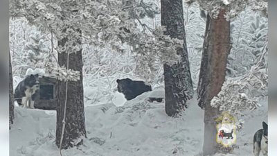 Медведь оставляет без еды собак в посёлке Невон Усть-Илимского района